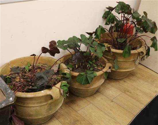 A set of three terracotta three-handled planters, Largest H.43cm